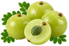 Amla (Emblica officinalis) gooseberries
