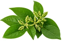 Gymnema sylvestre (gurmar) leaves