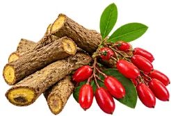 Indian barberry (Berberis aristata) roots and berries