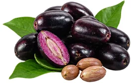 Jamun (Syzygium cumini) black plums and seeds